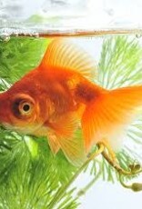 Telescope Red Moor Goldfish - Freshwater