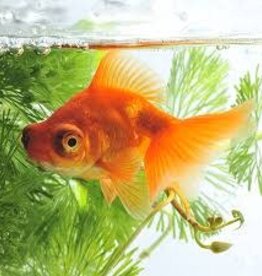 Telescope Red Moor Goldfish - Freshwater