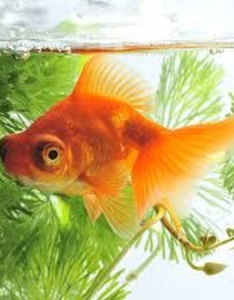 Telescope Red Moor Goldfish - Freshwater