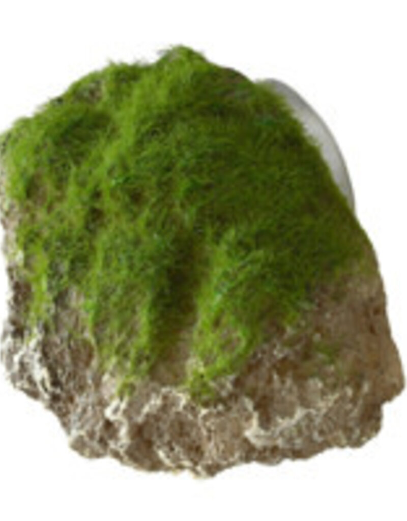 Aqua Della Aqua Della - Moss Stone with Suction Cup - Small