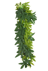Reptile Treasure Reptile Treasures Leafy Green Plant - 24in