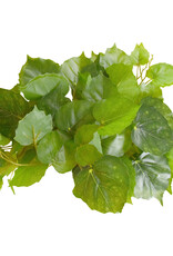 Reptile Treasure Reptile Treasures Pothos Plant - 60in