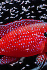 Blood Red Jewel Cichlid - Freshwater
