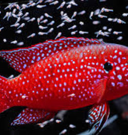 Blood Red Jewel Cichlid - Freshwater