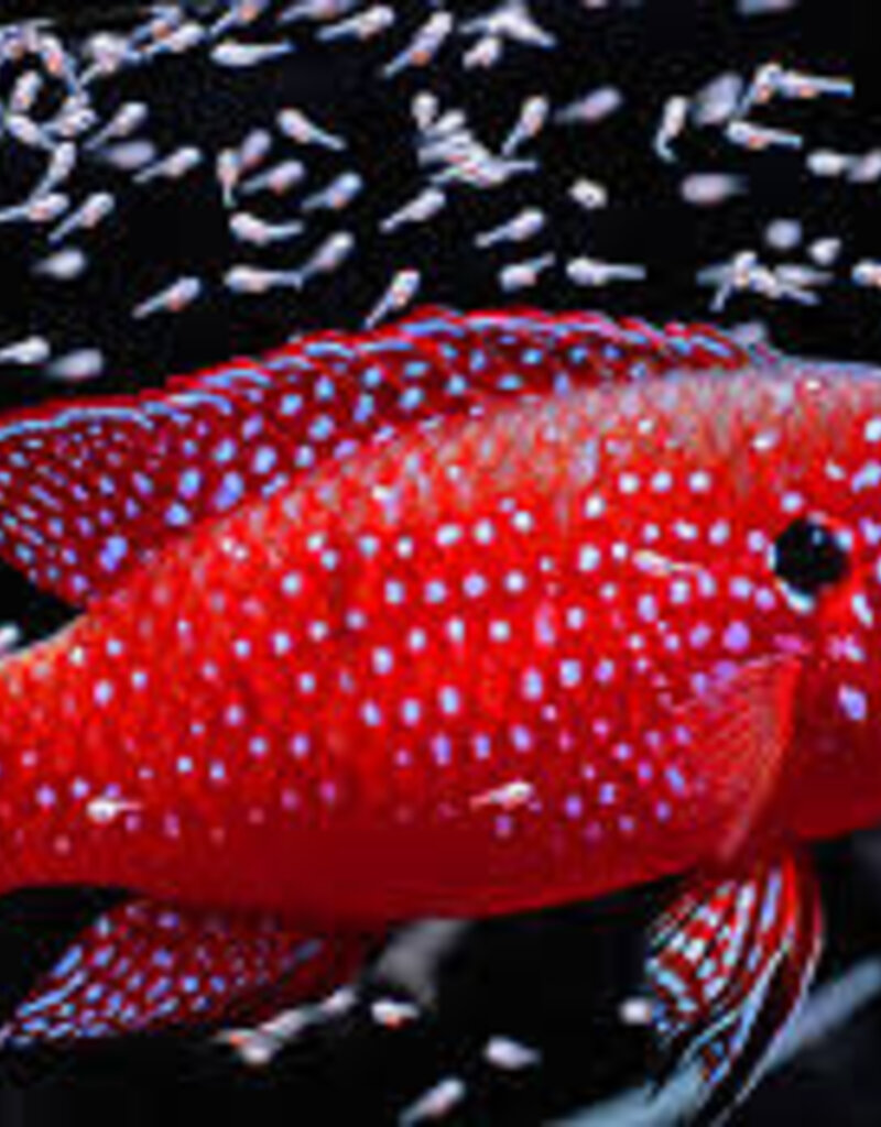 Blood Red Jewel Cichlid - Freshwater