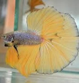 Male Super Delta Betta - Freshwater