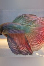 Male Super Delta Betta - Freshwater