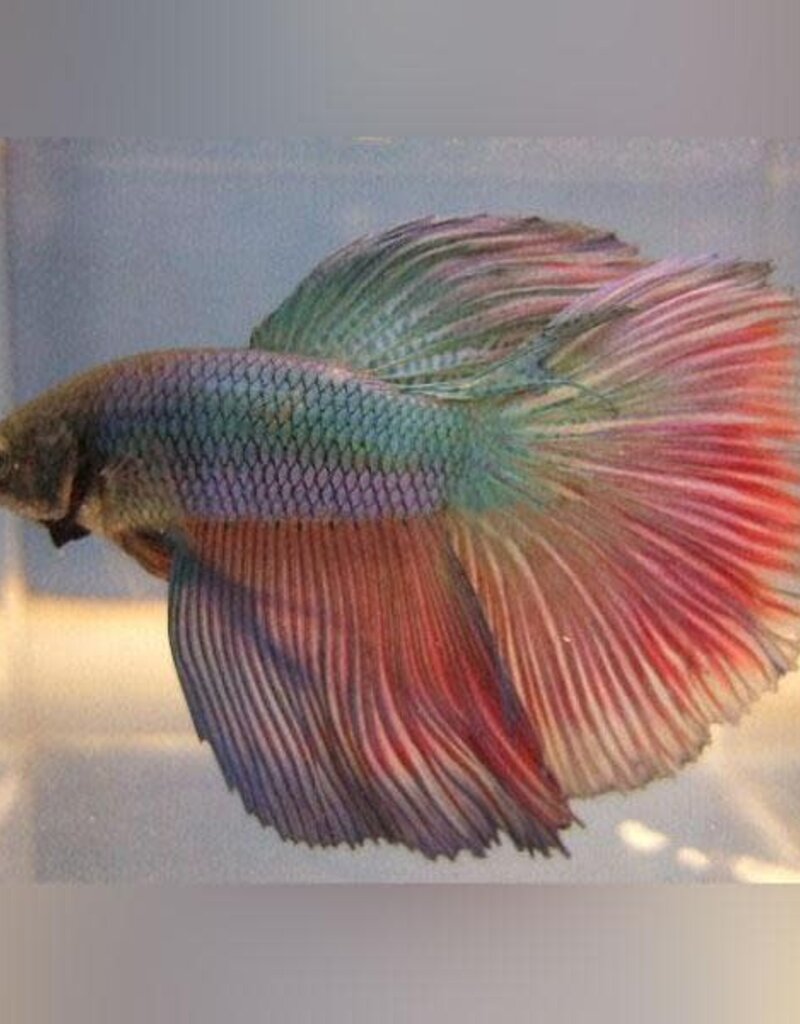 Super Delta Betta