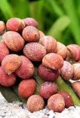 Pink Lady Mini Nerite Snails - Freshwater