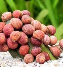 Pink Lady Mini Nerite Snails - Freshwater