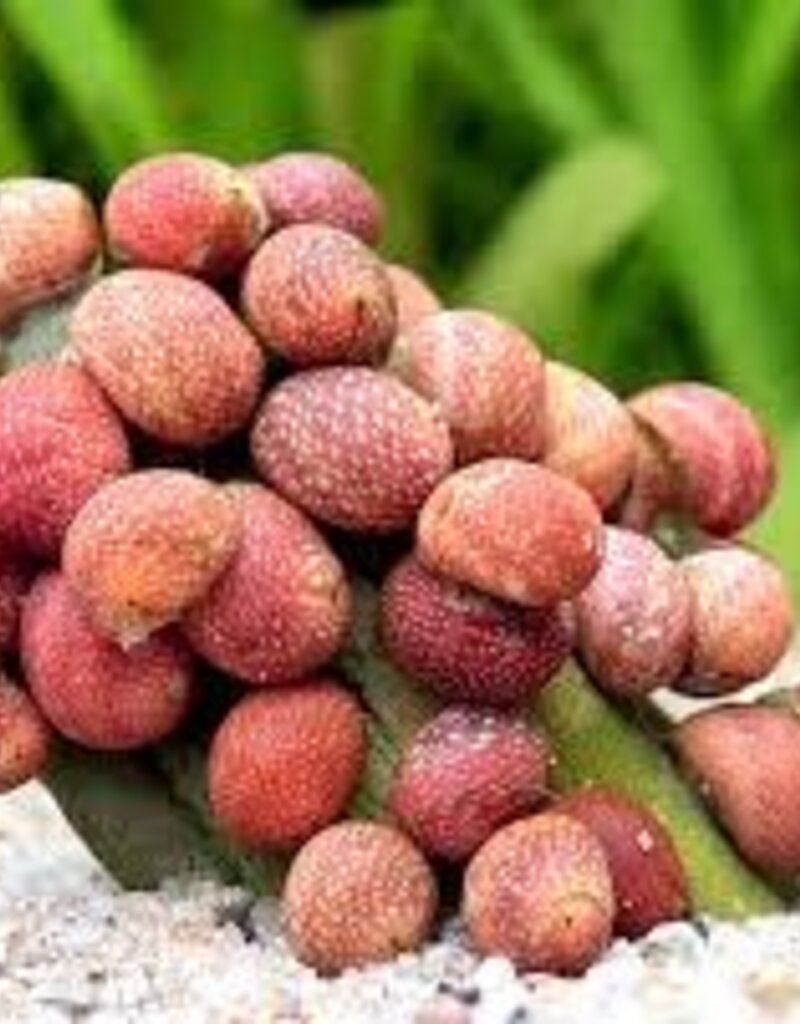 Pink Lady Mini Nerite Snails - Freshwater