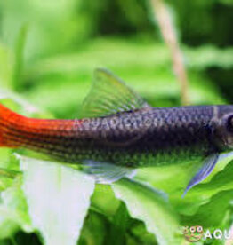 Burmese Redtail Garra - Freshwater