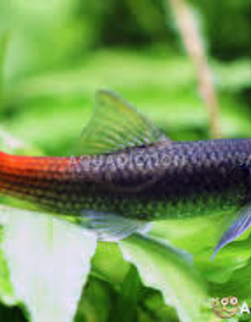 Burmese Redtail Garra - Freshwater
