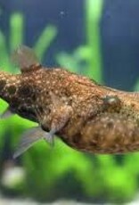 Arrowhead Puffer - Freshwater