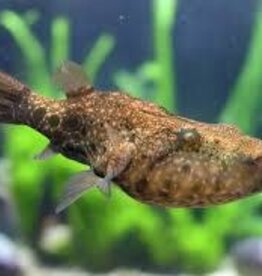 Arrowhead Puffer - Freshwater