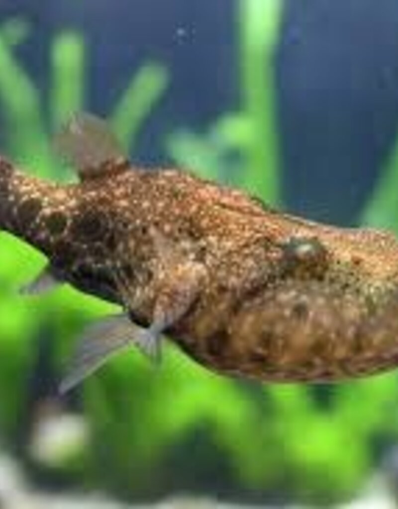 Arrowhead Puffer - Freshwater