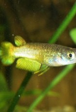 Panchax Yellow - Freshwater