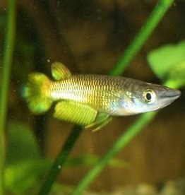 Panchax Yellow - Freshwater