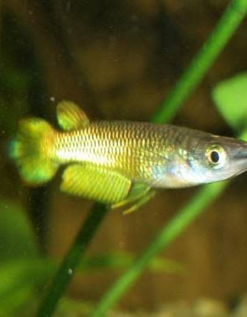Panchax Yellow - Freshwater