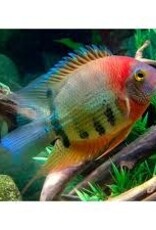 Red Necked Severum - Freshwater