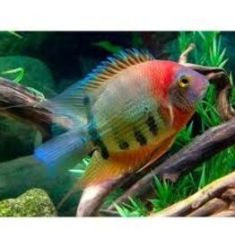 Red Necked Severum - Freshwater