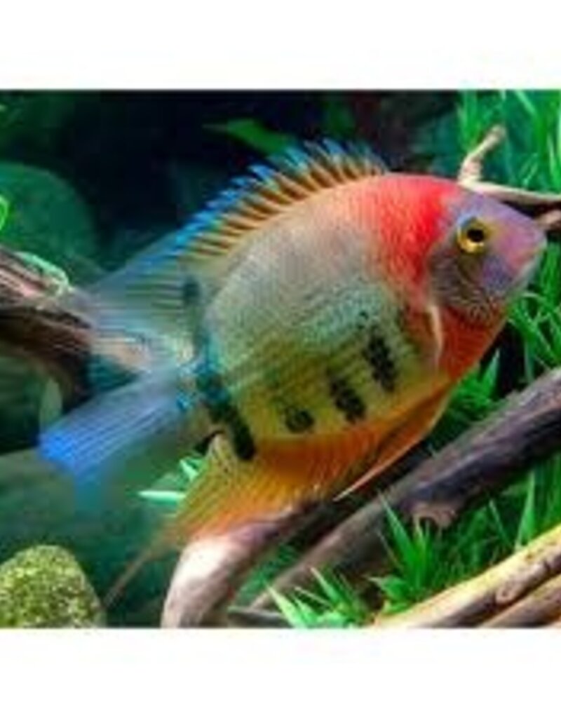 Red Necked Severum - Freshwater