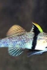 Rhino Horned Goby - Freshwater
