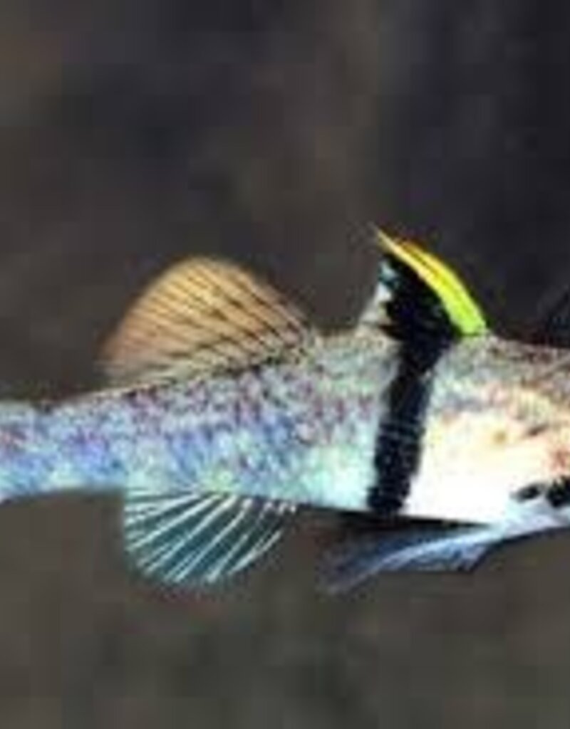 Rhino Horned Goby - Freshwater