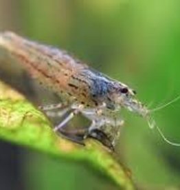 Amano Shrimp - Freshwater