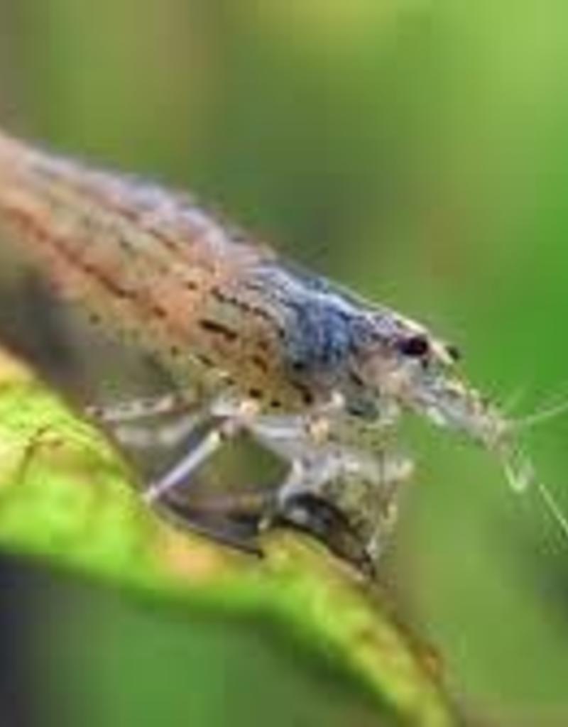 Amano Shrimp - Freshwater