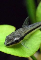 Otocinclus Catfish - Freshwater