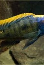 African Cichlid - Yellow Blaze Lithobate - XLarge Male - Freshwater