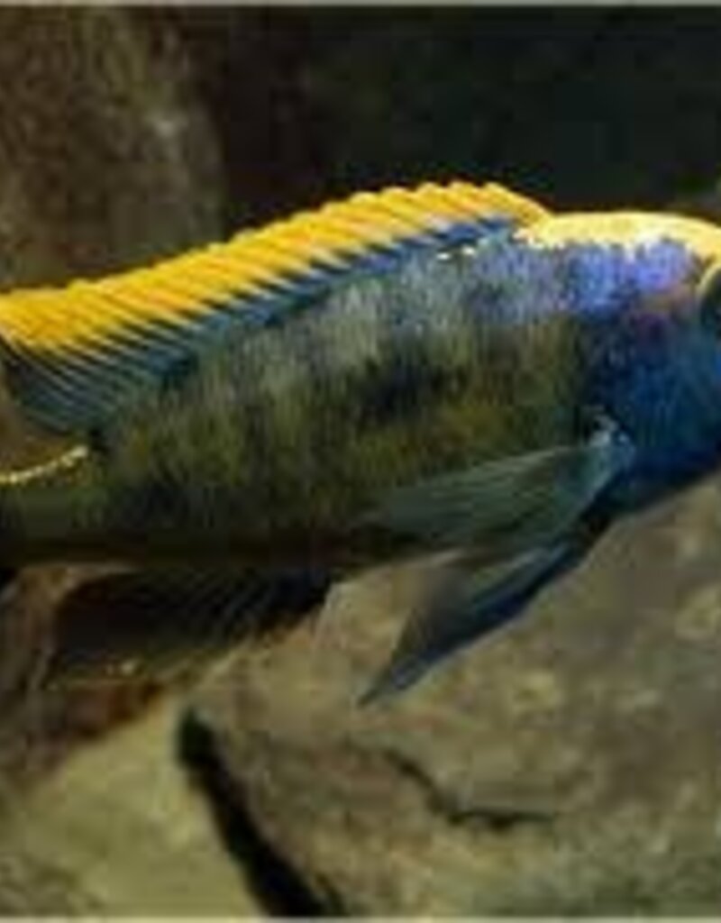 African Cichlid - Yellow Blaze Lithobate - XLarge Male - Freshwater