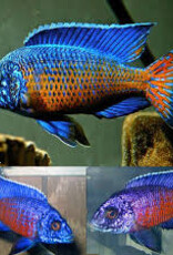 African Cichlid - Ngara Flame Tail Peacock - XLarge Male - Freshwater