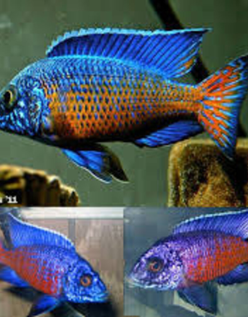 African Cichlid - Ngara Flame Tail Peacock - XLarge Male - Freshwater