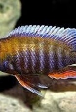 African Cichlid - Otter Island Jake Peacock - XLarge Male - Freshwater