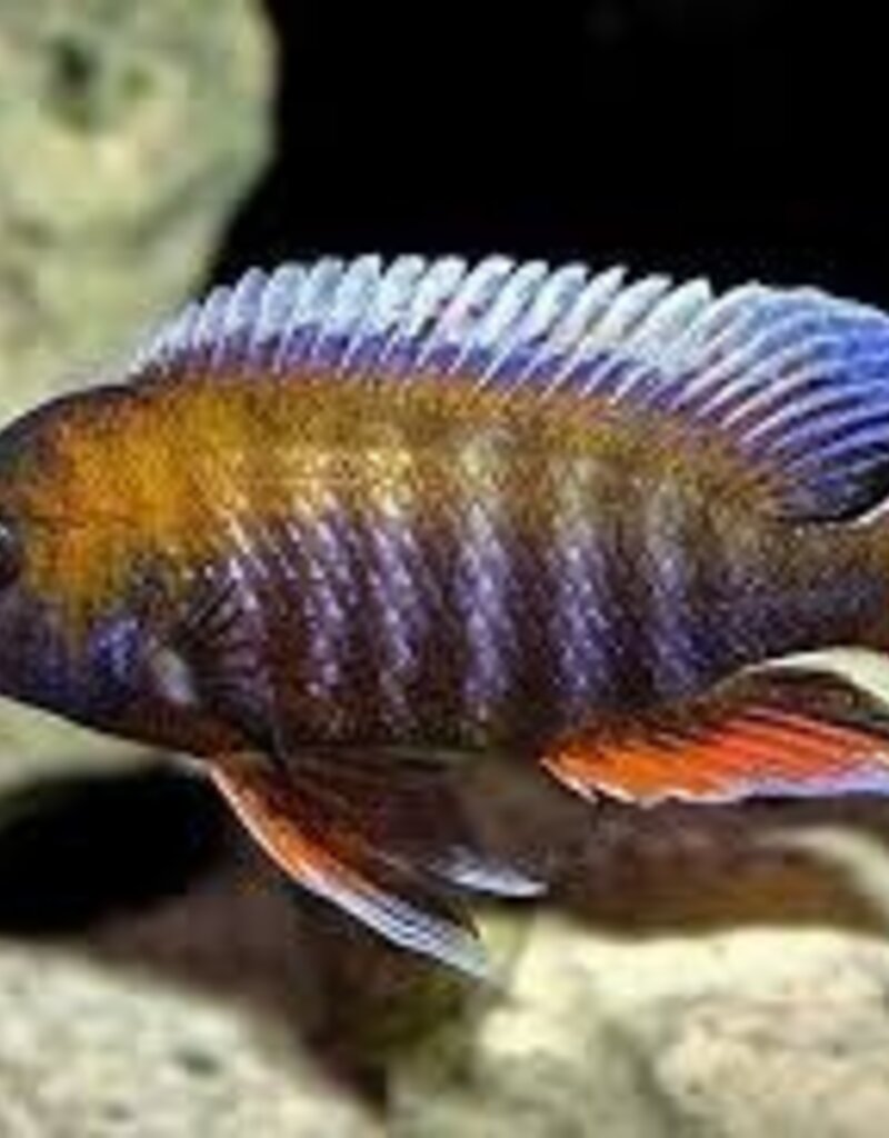 African Cichlid - Otter Island Jake Peacock - XLarge Male - Freshwater