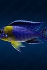 African Cichlid - Bicolor 500 Peacock - XLarge Male - Freshwater