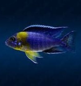 African Cichlid - Bicolor 500 Peacock - XLarge Male - Freshwater