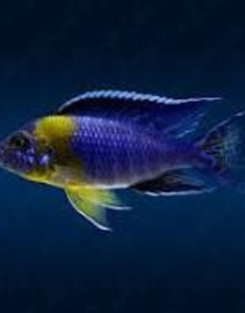 African Cichlid - Bicolor 500 Peacock - XLarge Male - Freshwater