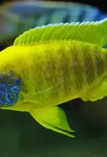 African Cichlid - Sunshine Peacock - XLarge Male - Freshwater
