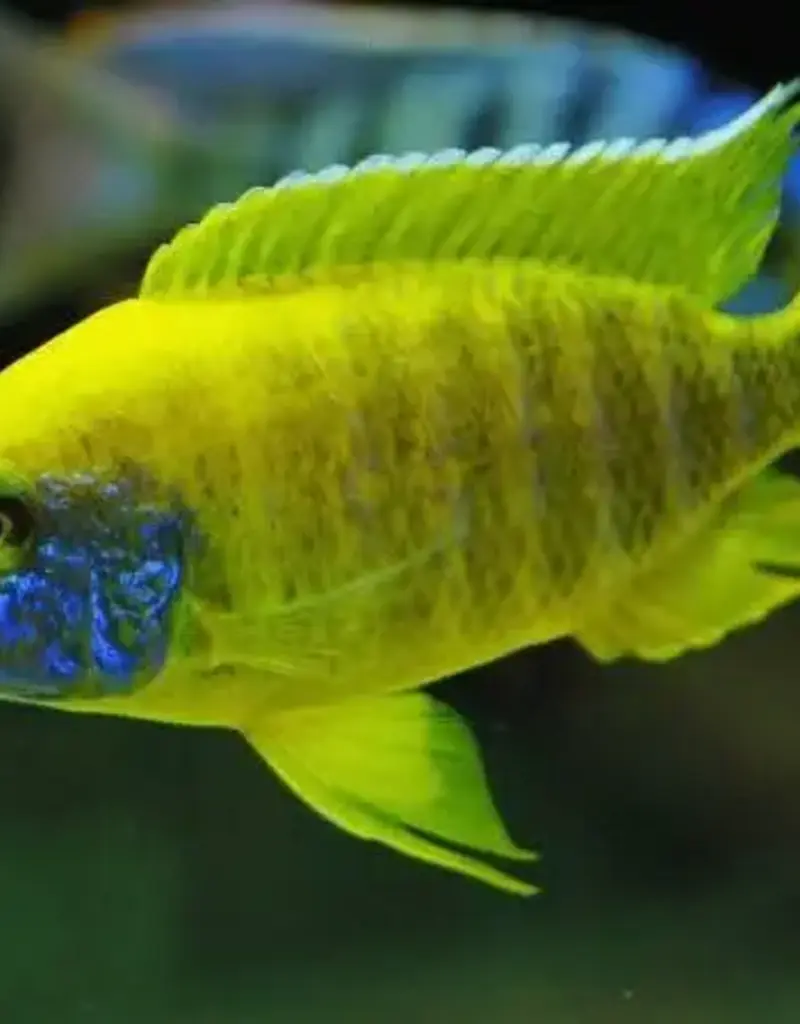 African Cichlid - Sunshine Peacock - XLarge Male - Freshwater