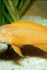 African Cichlid - Neolamprologus Leleupi - Large- Freshwater