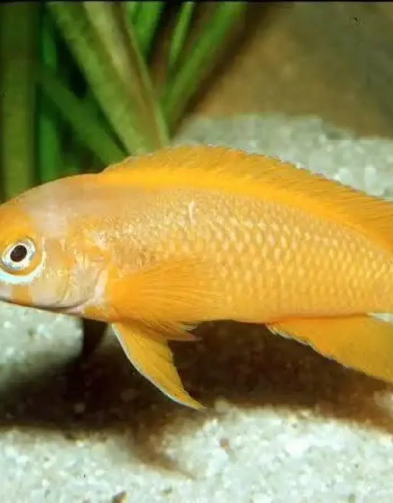 African Cichlid - Neolamprologus Leleupi - Large- Freshwater