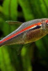 Amapa Tetra - Freshwater