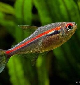 Amapa Tetra - Freshwater