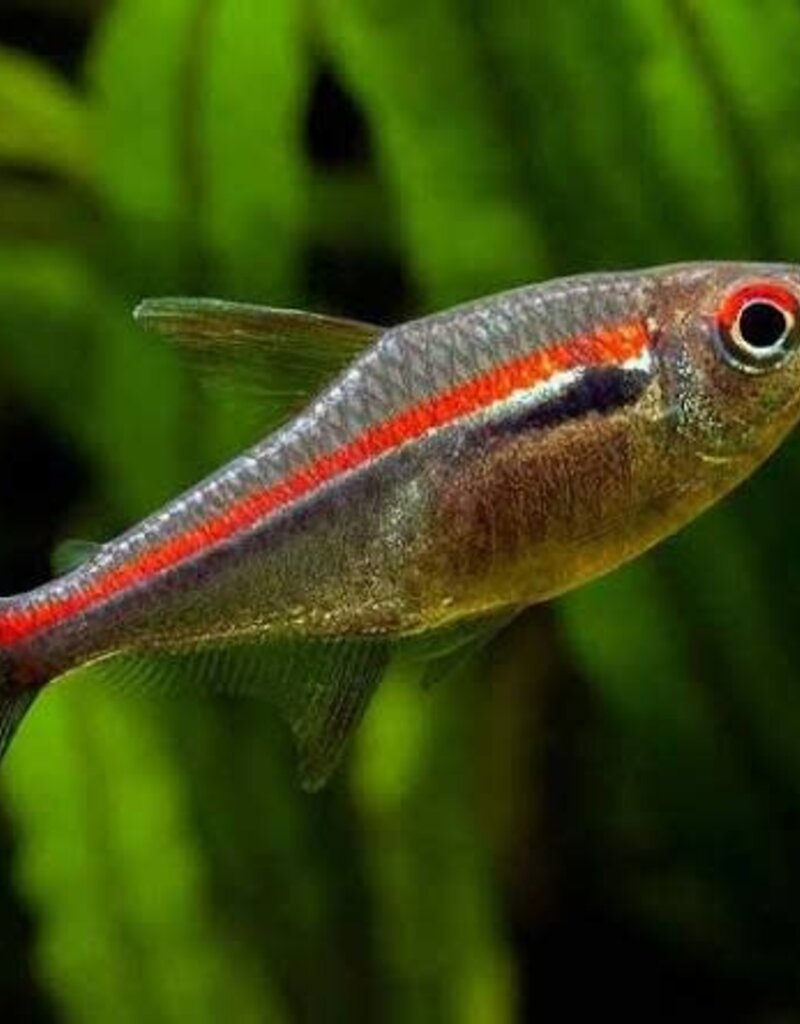 Amapa Tetra - Freshwater