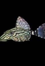 Royal Broken Line Pleco - L191 - Freshwater