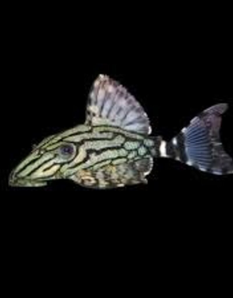 Royal Broken Line Pleco - L191 - Freshwater
