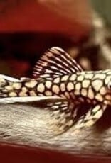 Honeycomb Pleco - L037 - Freshwater